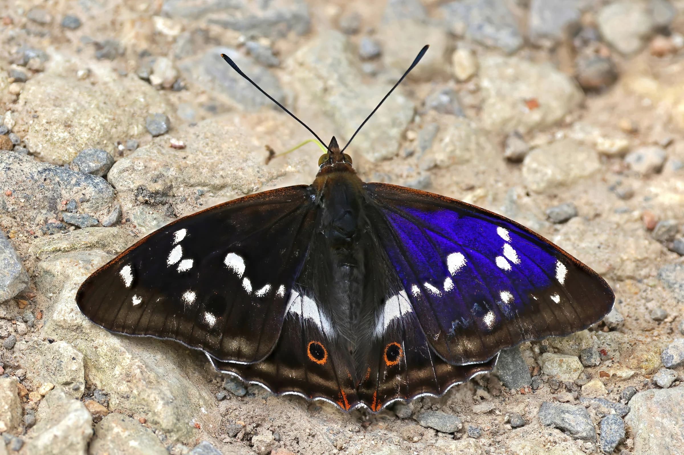 A male Apatura iris, the Purple Emperor butterfly, with its iridescent purple wings open